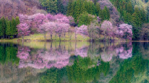 Aokiko in spring