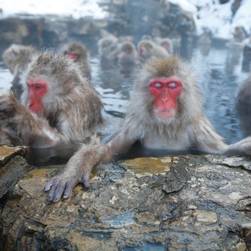 Wild Monkeys in Hakuba